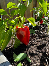 Load image into Gallery viewer, PEPPER (SWEET) - Red Bell