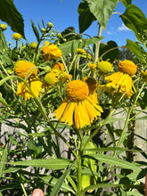 Load image into Gallery viewer, SNEEZEWEED