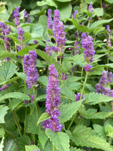 Load image into Gallery viewer, LOW-MAINTENANCE POLLINATOR BUNDLE