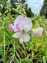 Load image into Gallery viewer, SWEET PEA (PERENNIAL) - Pink & White Mix