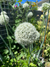 Load image into Gallery viewer, ONION - Yellow