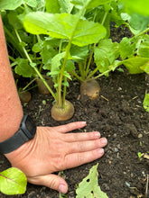 Load image into Gallery viewer, RADISH - Golden Helios