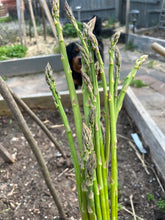 Load image into Gallery viewer, ASPARAGUS - Heirloom