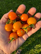 Load image into Gallery viewer, TOMATO - Silvana's Gold