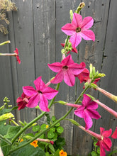 Load image into Gallery viewer, NICOTIANA - Daylight Sensation