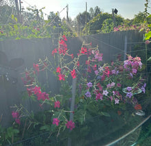 Load image into Gallery viewer, NICOTIANA - Daylight Sensation