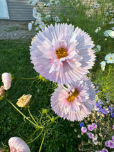 Load image into Gallery viewer, COSMOS - Cups & Saucers