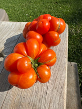 Load image into Gallery viewer, TOMATO - Reisetomate