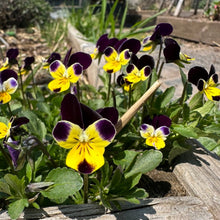 Load image into Gallery viewer, VIOLA - Northern Sunrise