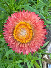 Load image into Gallery viewer, STRAWFLOWER - Sunset Mix