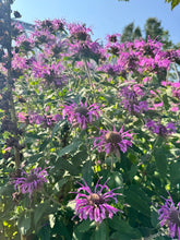 Load image into Gallery viewer, BEE BALM - Lilac