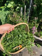 Load image into Gallery viewer, OREGANO - Italian Purple Blossom