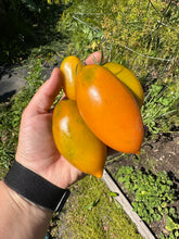 Load image into Gallery viewer, TOMATO - Pirkstine Orange