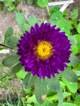 Load image into Gallery viewer, ASTER - Matsumoto Blue