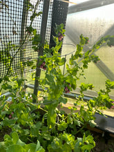 Load image into Gallery viewer, HUMMINGBIRD CERINTHE