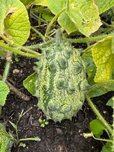 Load image into Gallery viewer, JELLY MELON