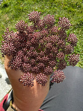 Load image into Gallery viewer, QUEEN ANNE'S LACE | DARA