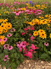 Load image into Gallery viewer, SUPERIOR NATIVE WILDFLOWER MIX