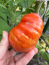 Load image into Gallery viewer, TOMATO - Feurerwerk