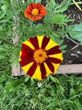 Load image into Gallery viewer, MARIGOLD - Jolly Jester