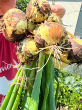 Load image into Gallery viewer, ONION - Yellow