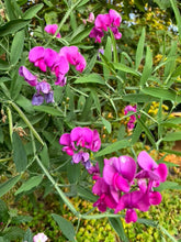 Load image into Gallery viewer, SWEET PEA - Perennial