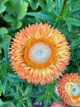 Load image into Gallery viewer, STRAWFLOWER - Sunset Mix