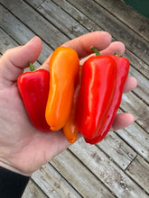 Load image into Gallery viewer, PEPPER (SWEET) - Sweet Mini Mix