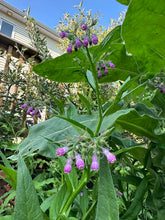 Load image into Gallery viewer, COMFREY