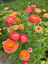 Load image into Gallery viewer, STRAWFLOWER - Sunset Mix