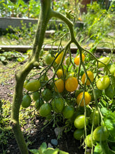 Load image into Gallery viewer, TOMATO - Ildi
