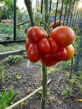 Load image into Gallery viewer, TOMATO - Reisetomate
