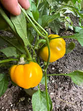 Load image into Gallery viewer, PEPPER (SWEET) - Doe Hill