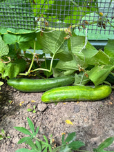 Load image into Gallery viewer, CUCUMBER - English Long Telegraph
