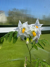 Load image into Gallery viewer, TOMATO - Litchi