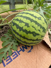 Load image into Gallery viewer, WATERMELON - Yellow Petite
