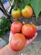 Load image into Gallery viewer, TOMATO - Pink Brandy