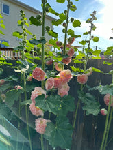 Load image into Gallery viewer, HOLLYHOCK - Peaches N' Dreams