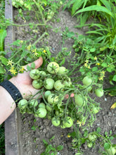Load image into Gallery viewer, TOMATO - Whippersnapper