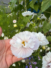 Load image into Gallery viewer, COSMOS - Cups & Saucers