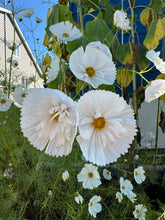 Load image into Gallery viewer, COSMOS - Cups & Saucers