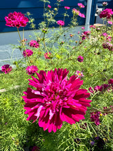 Load image into Gallery viewer, COSMOS - Double Click Cranberry