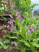 Load image into Gallery viewer, COMFREY