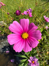 Load image into Gallery viewer, COSMOS - Pink Mix