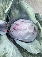 Load image into Gallery viewer, CABBAGE - Mammoth Red Rock