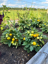 Load image into Gallery viewer, TOMATO - Venus Micro Cherry