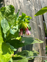 Load image into Gallery viewer, HUMMINGBIRD CERINTHE
