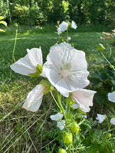 Load image into Gallery viewer, MUSKMALLOW - White