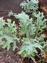 Load image into Gallery viewer, KALE - Winter Red