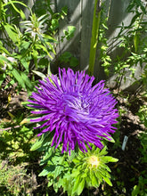 Load image into Gallery viewer, ASTER - Pavlova Dark Blue